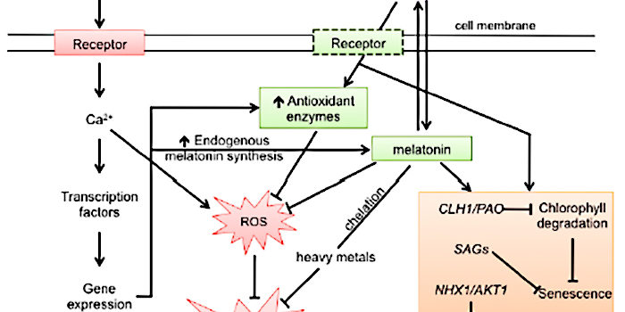melatinina-contro-stress-boitici