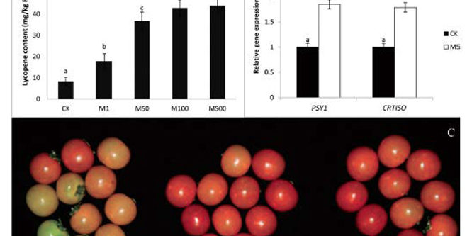 melatinina-resa-della-raccolta