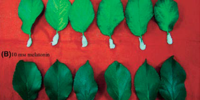 melatinina-ritarda-invecchiamento-piante