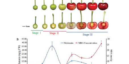 rilascio-ritmico-nelle-piante-1