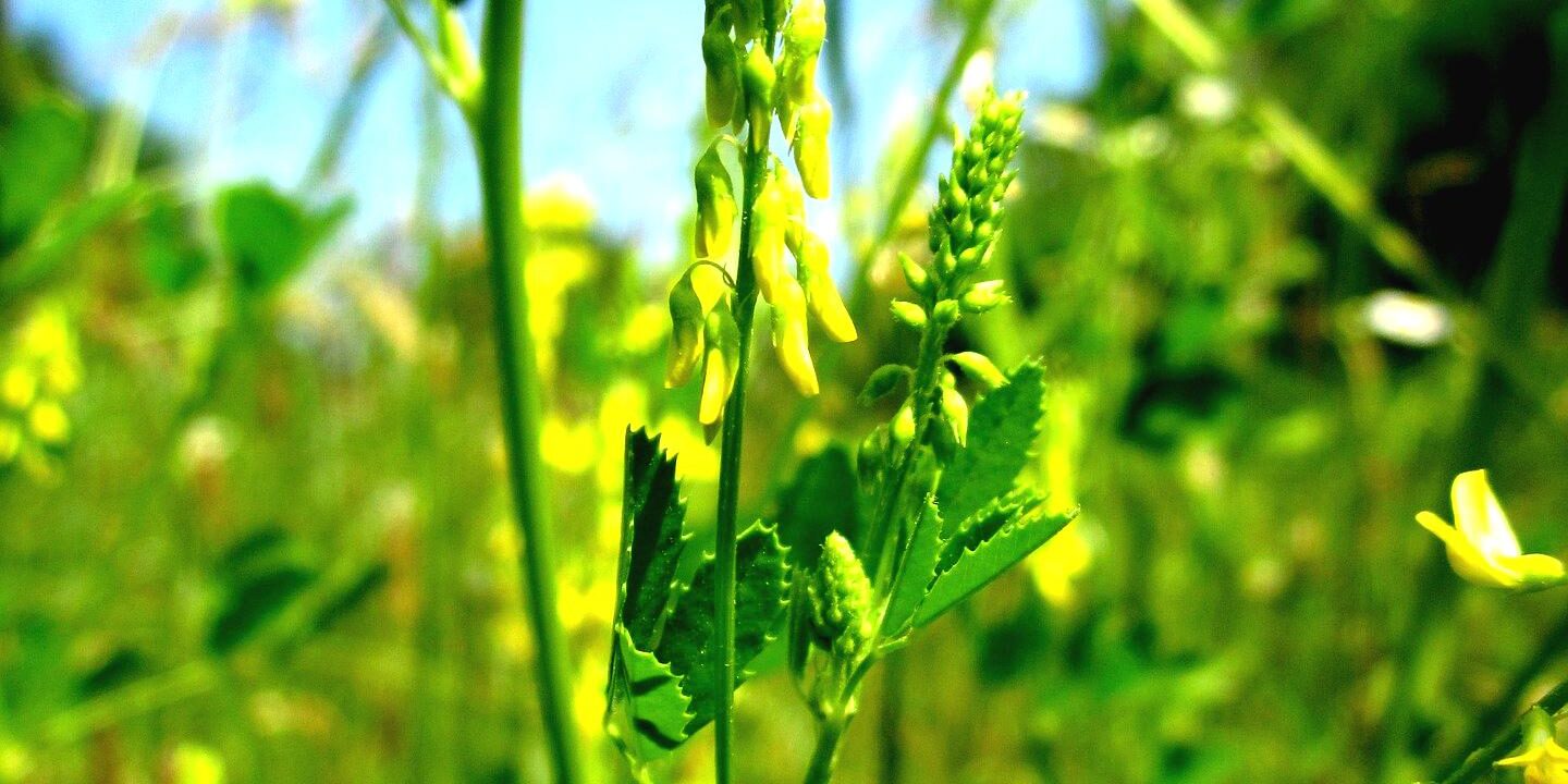 melilotus-officinalis-848656_1920-boost